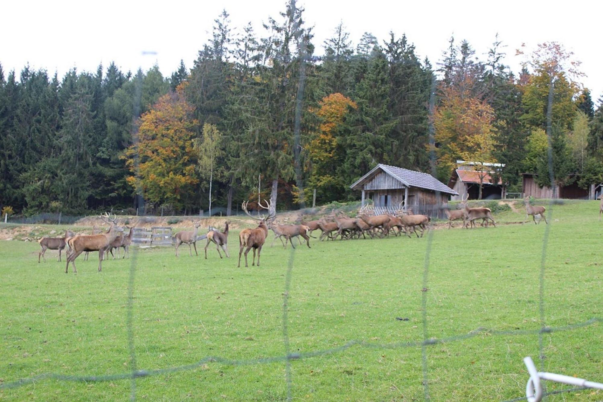 Gasthaus Zur Waldesruh Waffenbrunn 外观 照片